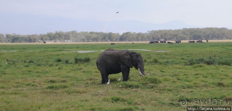 Альбом отзыва "Борьба слонов за самку в парке Амбосели"