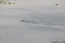 Борьба слонов за самку в парке Амбосели