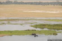 фото Амбосели