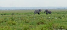 Борьба слонов за самку в парке Амбосели