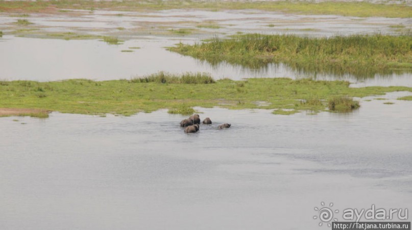 Борьба слонов за самку в парке Амбосели
