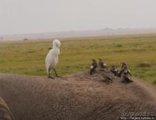 Борьба слонов за самку в парке Амбосели