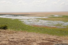 Борьба слонов за самку в парке Амбосели