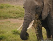 Альбом отзыва "Борьба слонов за самку в парке Амбосели"