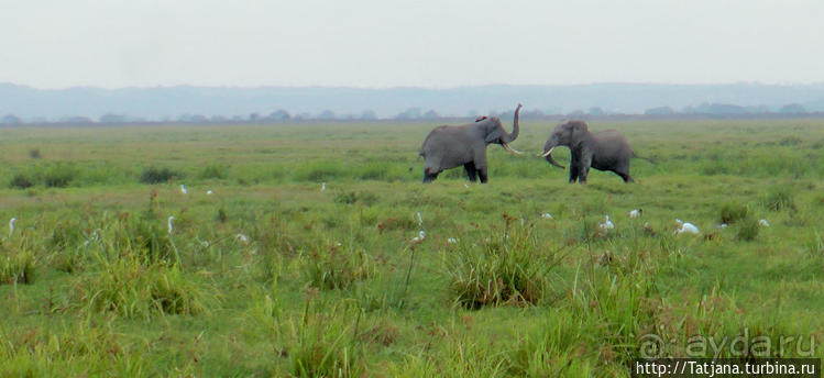 фото Амбосели