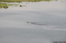Борьба слонов за самку в парке Амбосели