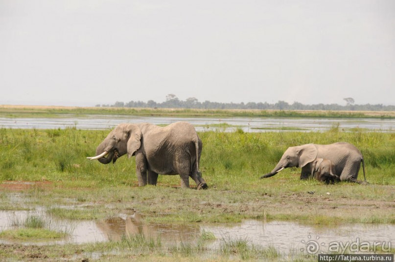 Борьба слонов за самку в парке Амбосели