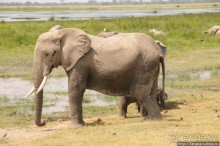 Борьба слонов за самку в парке Амбосели