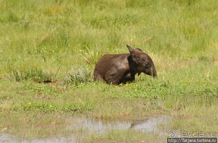 фото Амбосели