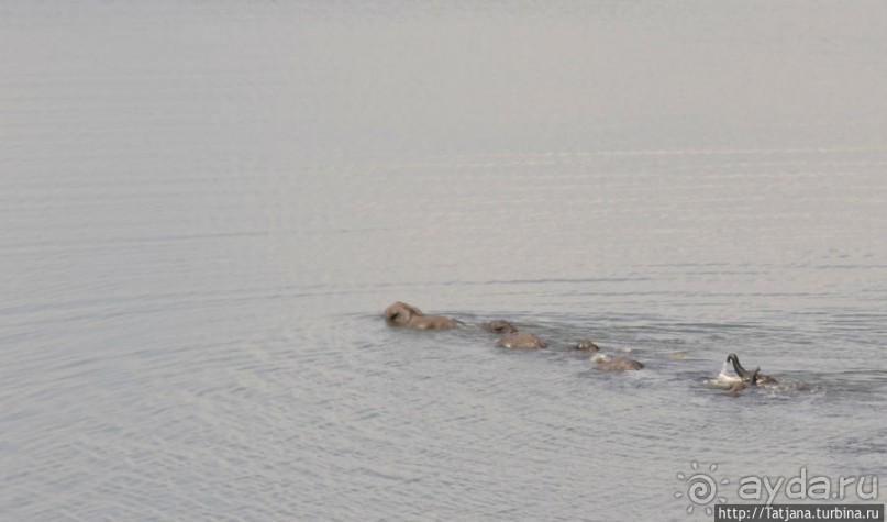 Борьба слонов за самку в парке Амбосели