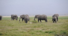 Альбом отзыва "Борьба слонов за самку в парке Амбосели"