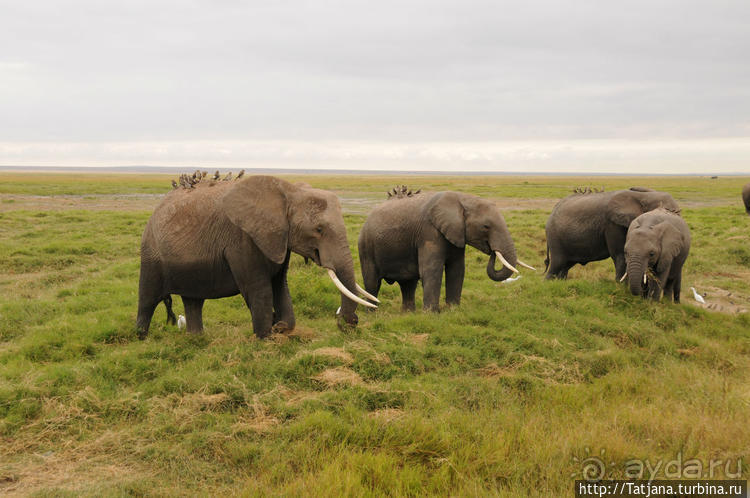 Борьба слонов за самку в парке Амбосели