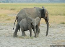 фото Амбосели