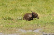 Борьба слонов за самку в парке Амбосели