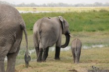 Борьба слонов за самку в парке Амбосели