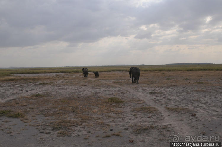 Борьба слонов за самку в парке Амбосели