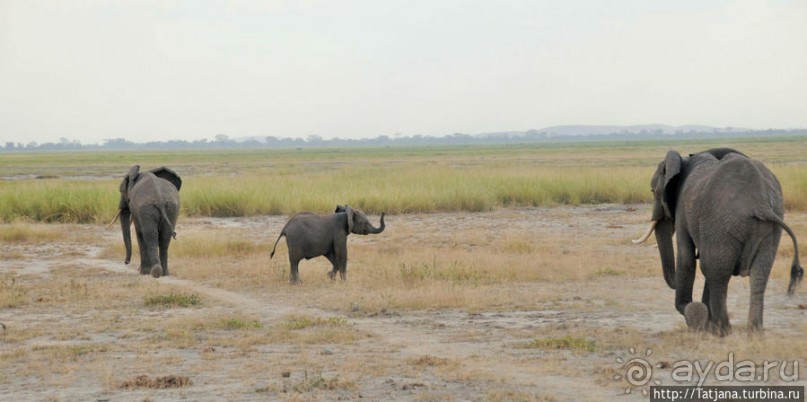 Борьба слонов за самку в парке Амбосели