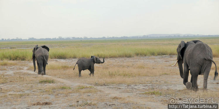 Борьба слонов за самку в парке Амбосели
