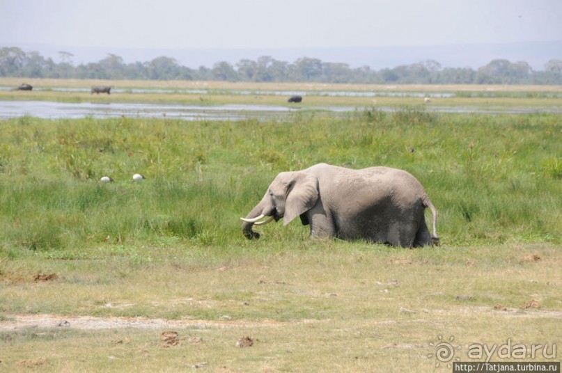 Борьба слонов за самку в парке Амбосели