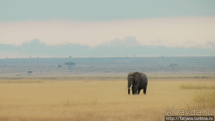 Борьба слонов за самку в парке Амбосели