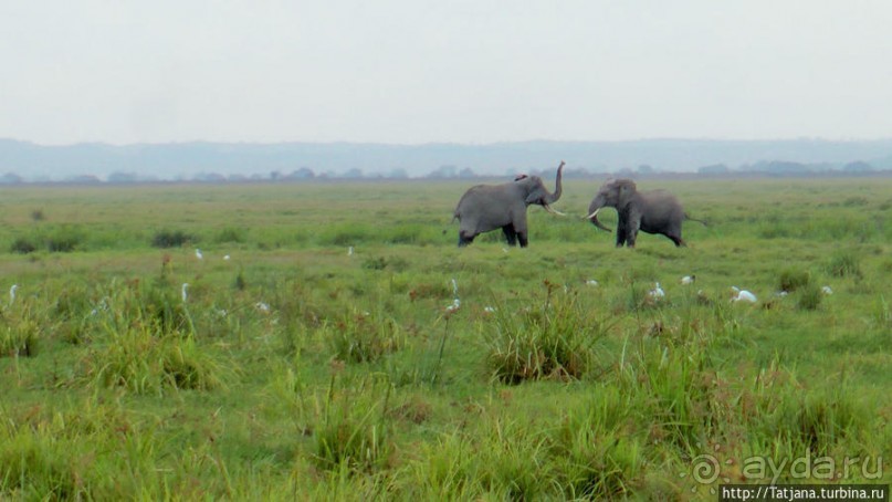 Борьба слонов за самку в парке Амбосели