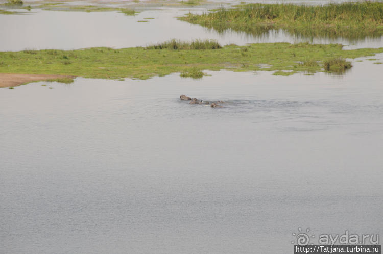 Борьба слонов за самку в парке Амбосели