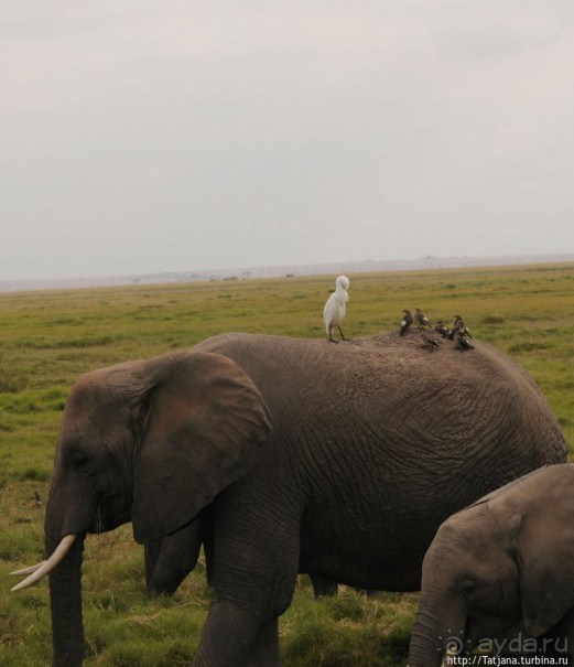 Борьба слонов за самку в парке Амбосели