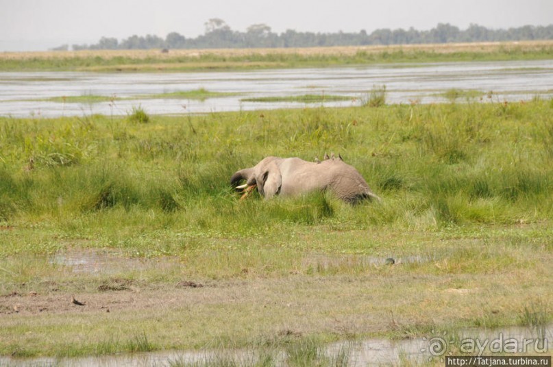 Борьба слонов за самку в парке Амбосели