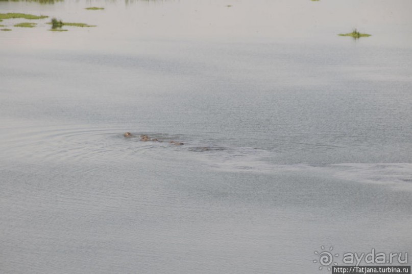 Борьба слонов за самку в парке Амбосели