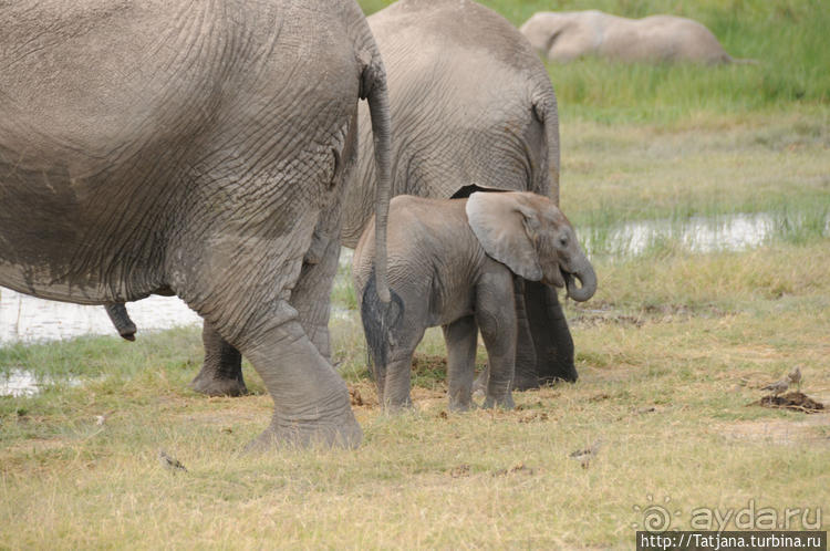 Борьба слонов за самку в парке Амбосели