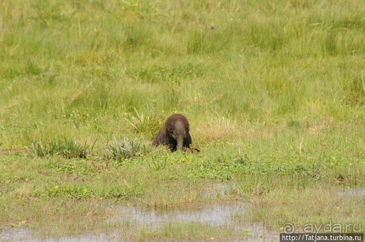 Борьба слонов за самку в парке Амбосели
