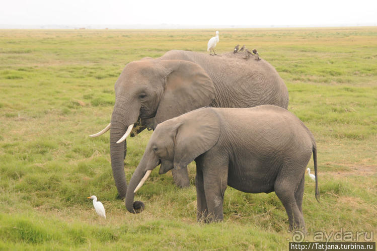 Борьба слонов за самку в парке Амбосели