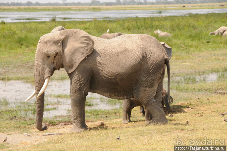 Борьба слонов за самку в парке Амбосели