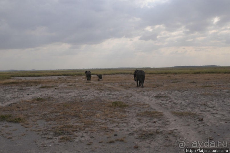 Борьба слонов за самку в парке Амбосели