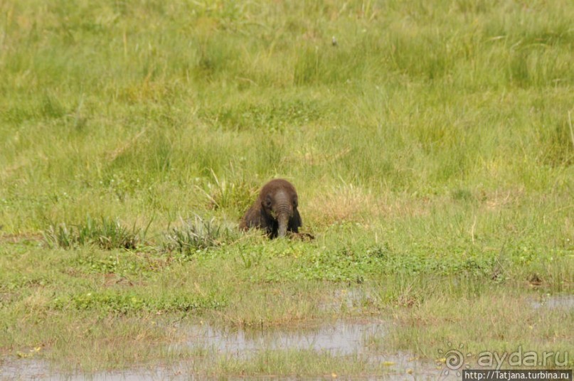 Борьба слонов за самку в парке Амбосели