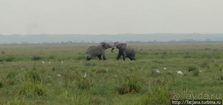 фото Амбосели