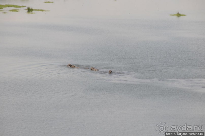 Борьба слонов за самку в парке Амбосели