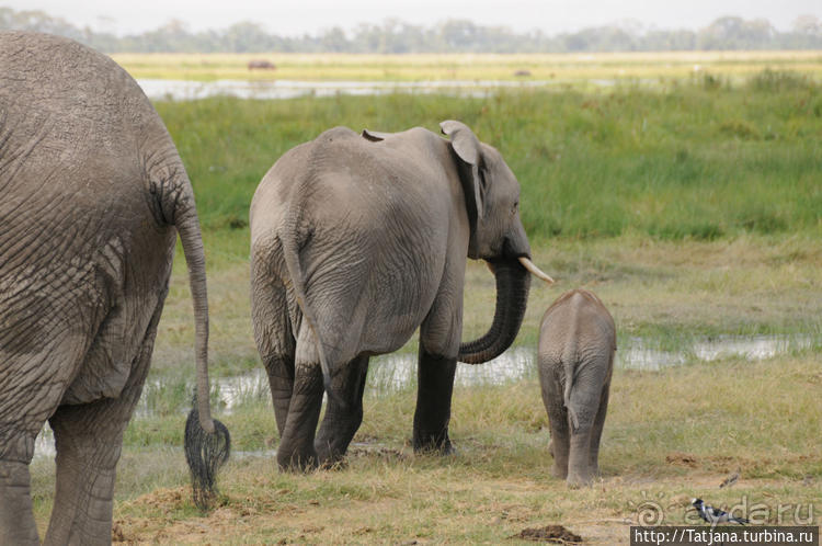 Борьба слонов за самку в парке Амбосели