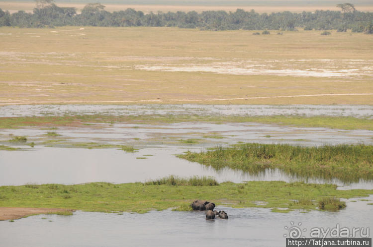 Борьба слонов за самку в парке Амбосели