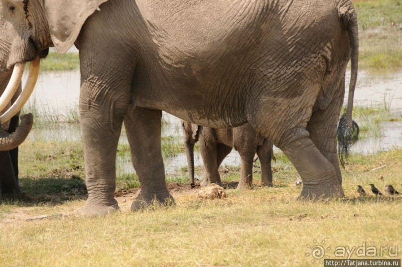 Борьба слонов за самку в парке Амбосели