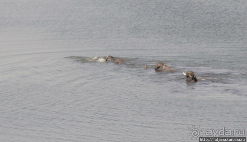 Борьба слонов за самку в парке Амбосели