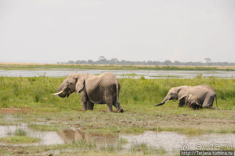 Борьба слонов за самку в парке Амбосели