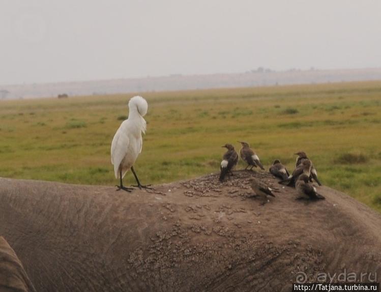 Борьба слонов за самку в парке Амбосели
