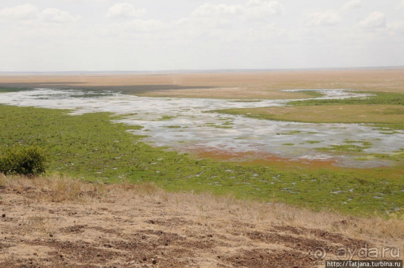 Борьба слонов за самку в парке Амбосели