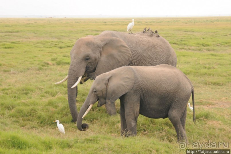 Борьба слонов за самку в парке Амбосели