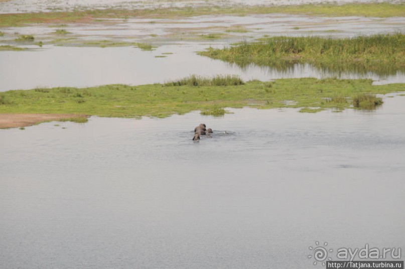 Борьба слонов за самку в парке Амбосели