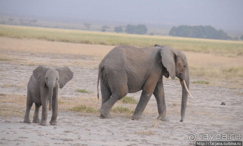 Борьба слонов за самку в парке Амбосели