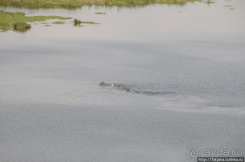 Борьба слонов за самку в парке Амбосели