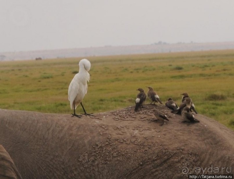 Борьба слонов за самку в парке Амбосели