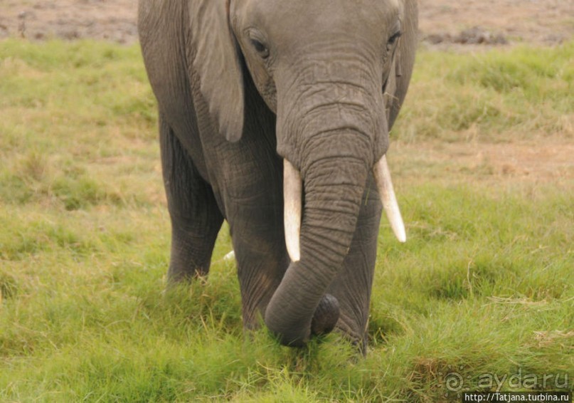 Борьба слонов за самку в парке Амбосели
